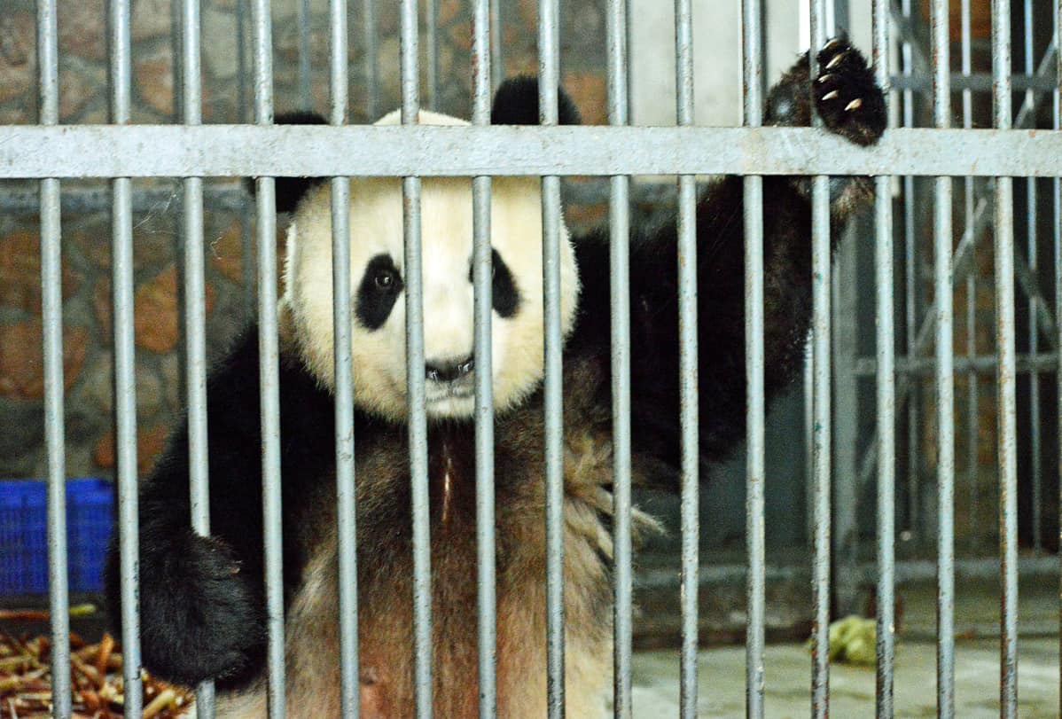 Aikuinen panda Chenun pandatarhan sisähäkissä.