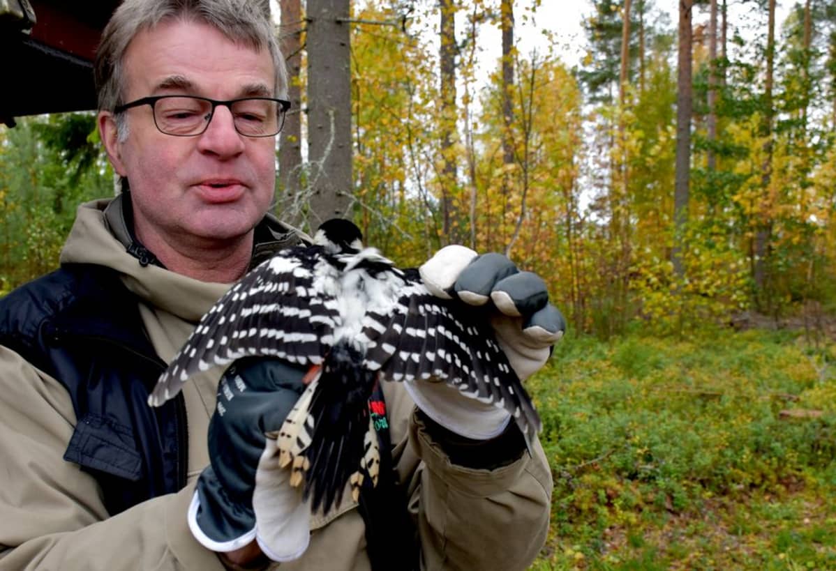 Valkoselkätikka esittelee selkäänsä Kimmo Martiskaisen pidellessä.