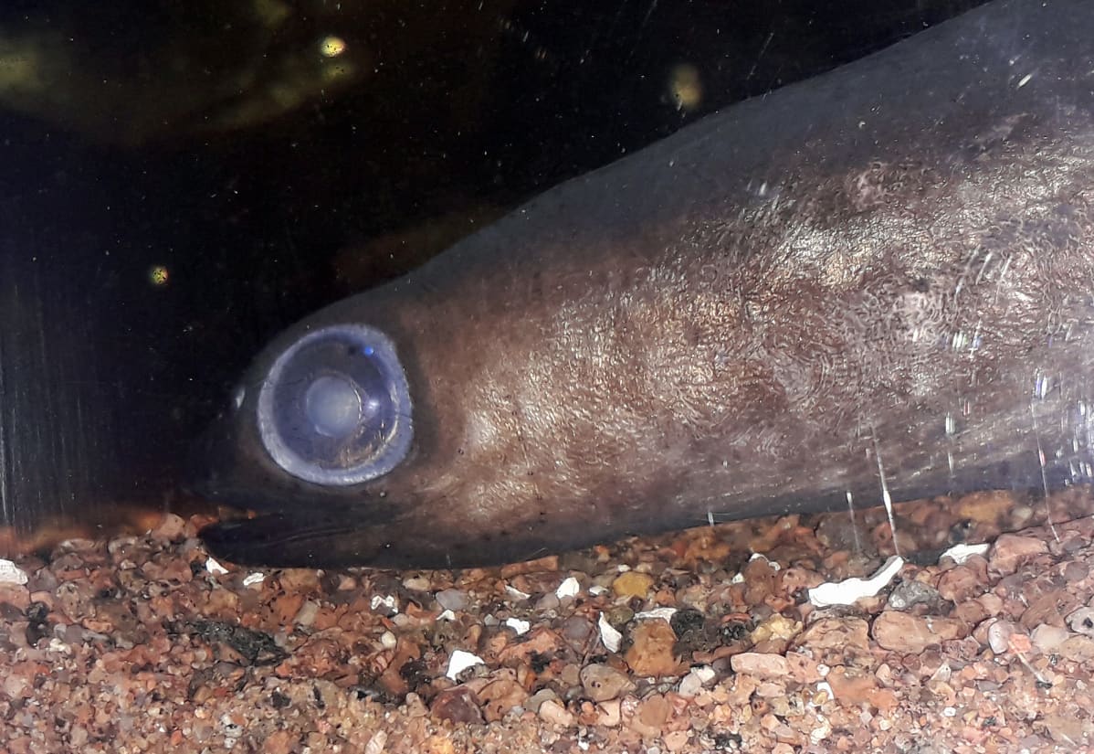 Ål i akvarium i Kotka.