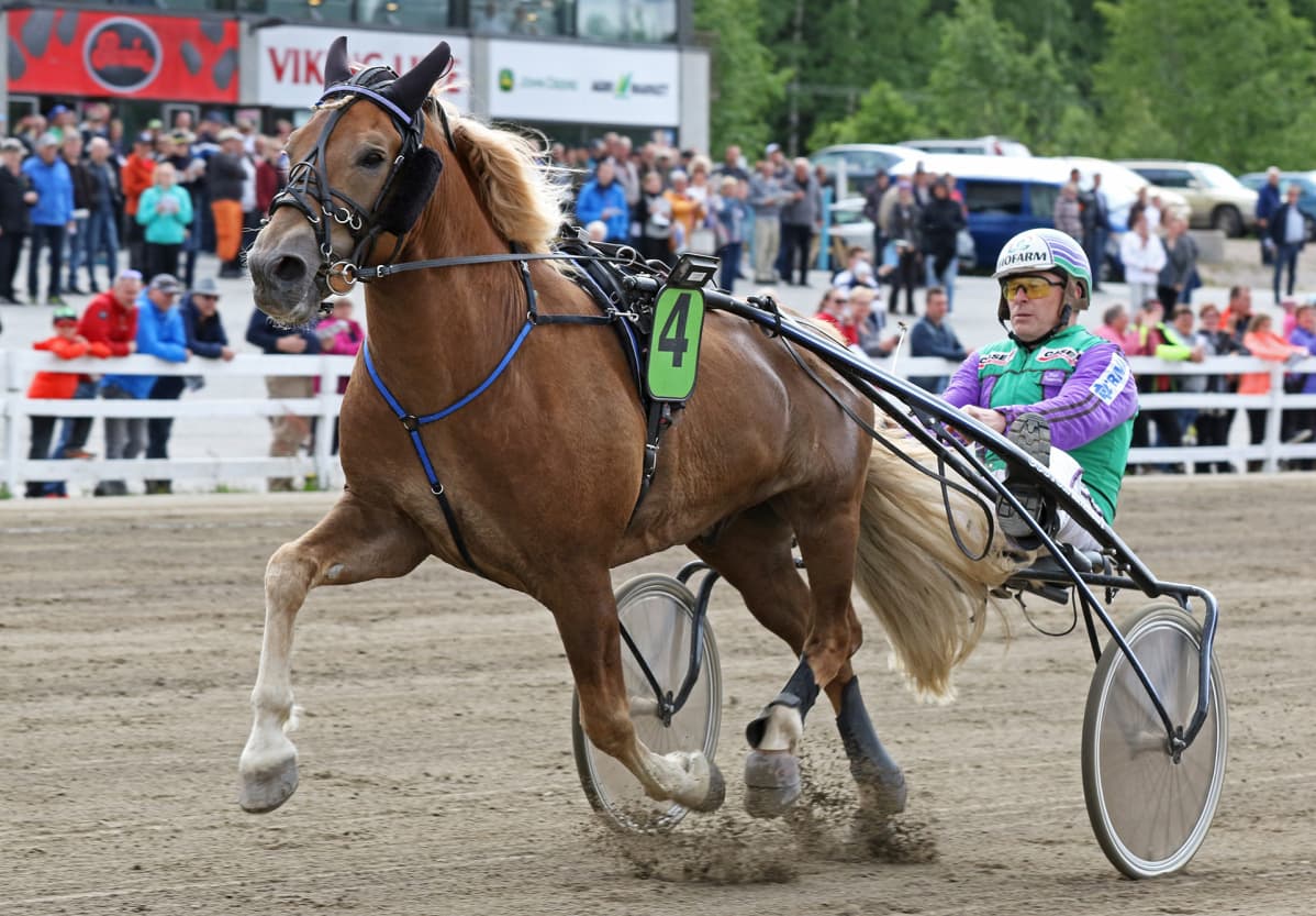 Ravikuningas Costello ja ohjastaja Risto Tupamäki Jyväskylässä kesäkuussa 2018.