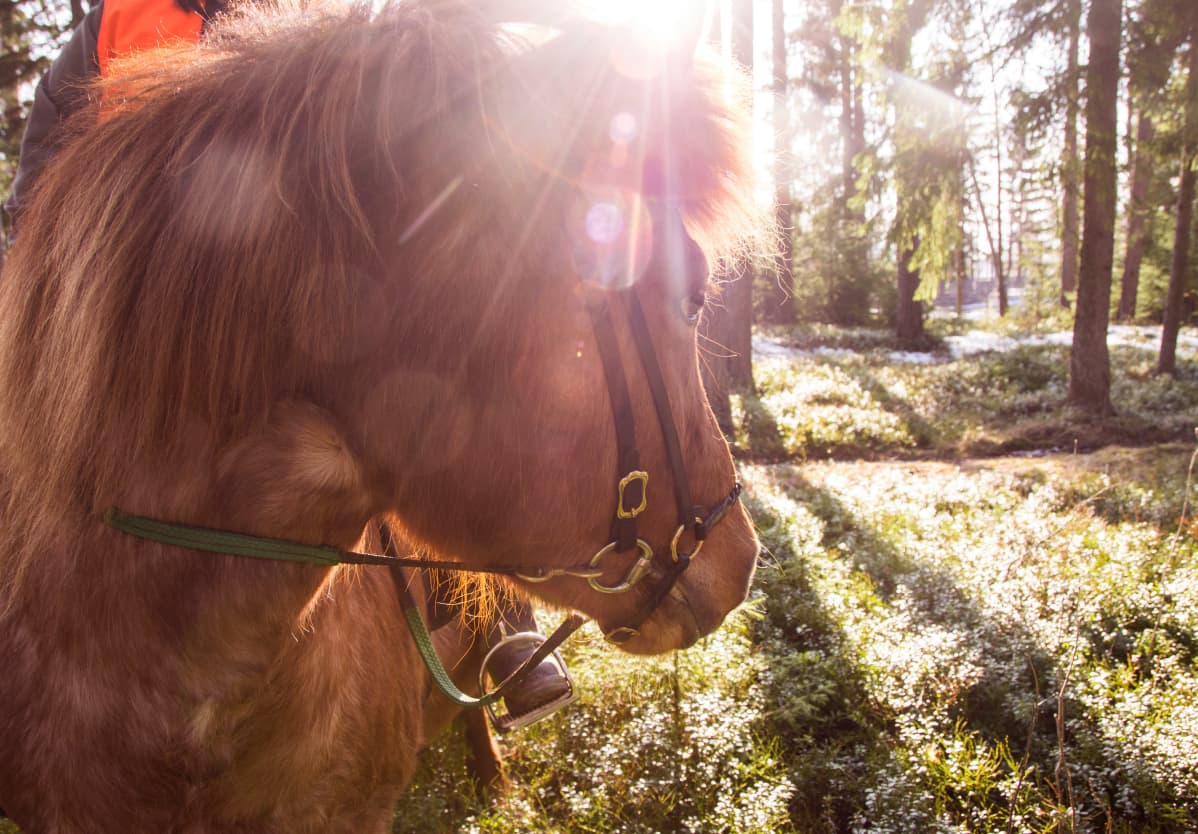 Mansikka-hevonen paistattelee auringon valossa.