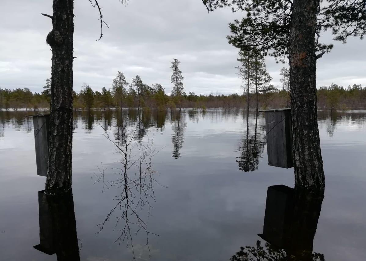 Siuttajoen vesi on noussut melkein telkänpönttöihin asti