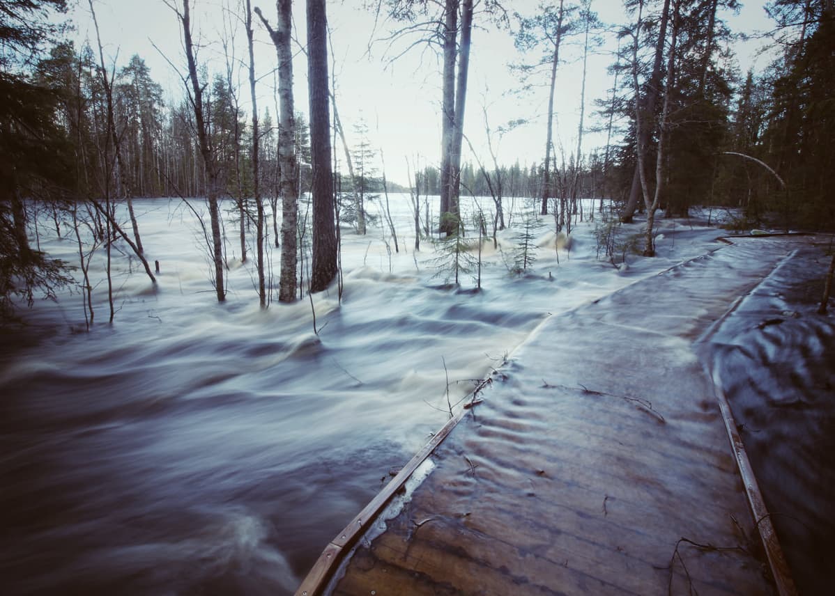 Vesi tulvii yli Vaattunkikönkään luontopolun Rovaniemellä 29.5. 2020.