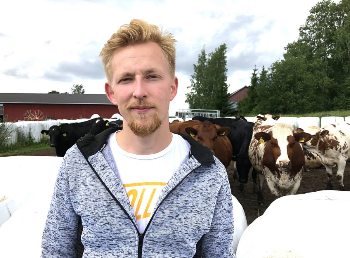 Nuori mies katsoo kameraan, takana seisoo lehmiä.