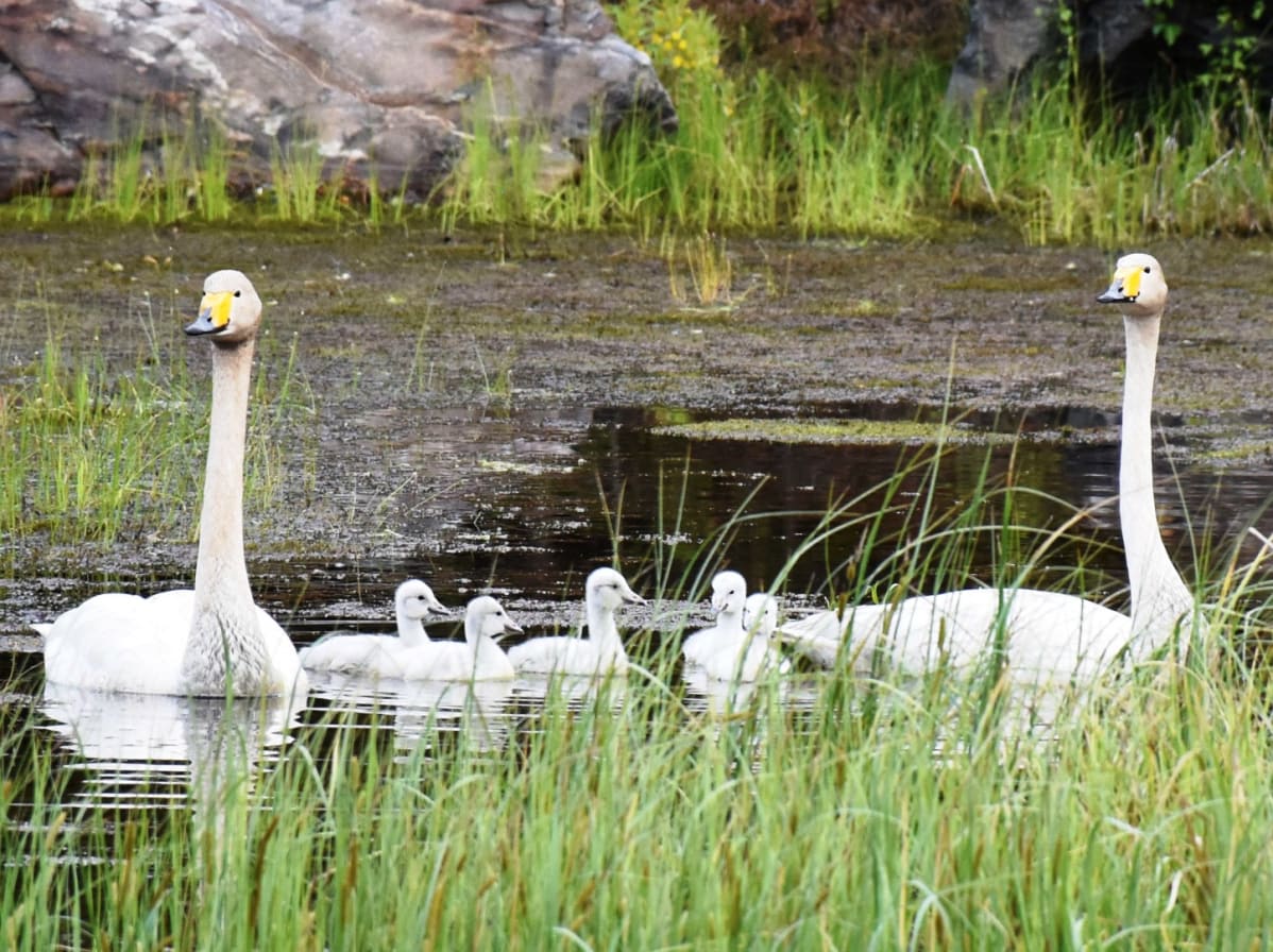 Laulujoutsenperhe: viisi poikasta, naaras ja uros kesäisellä järvellä.