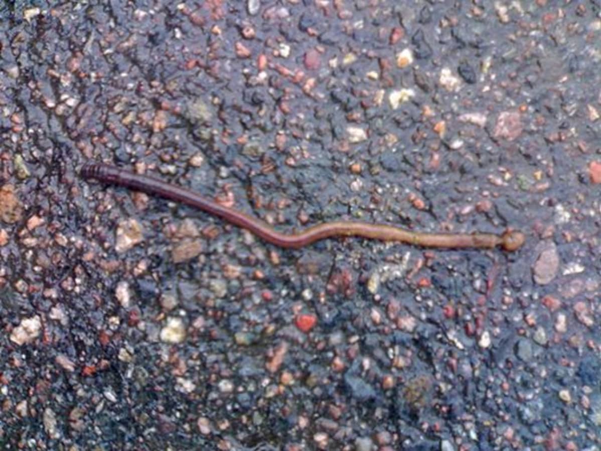Kastemato joulukuisella asfaltilla