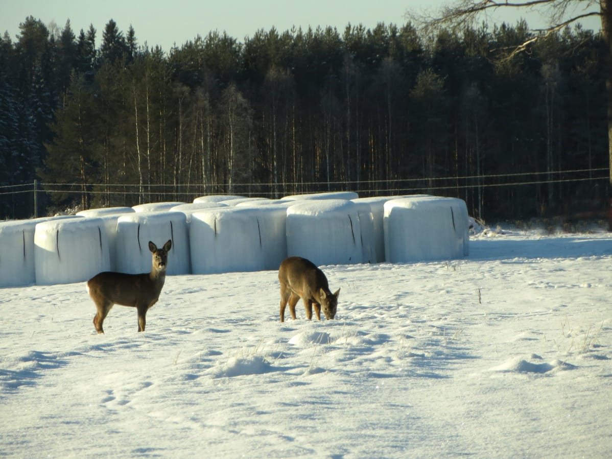 Maija Savolaisen sääkuva Nurmeksesta vuodelta 2014.