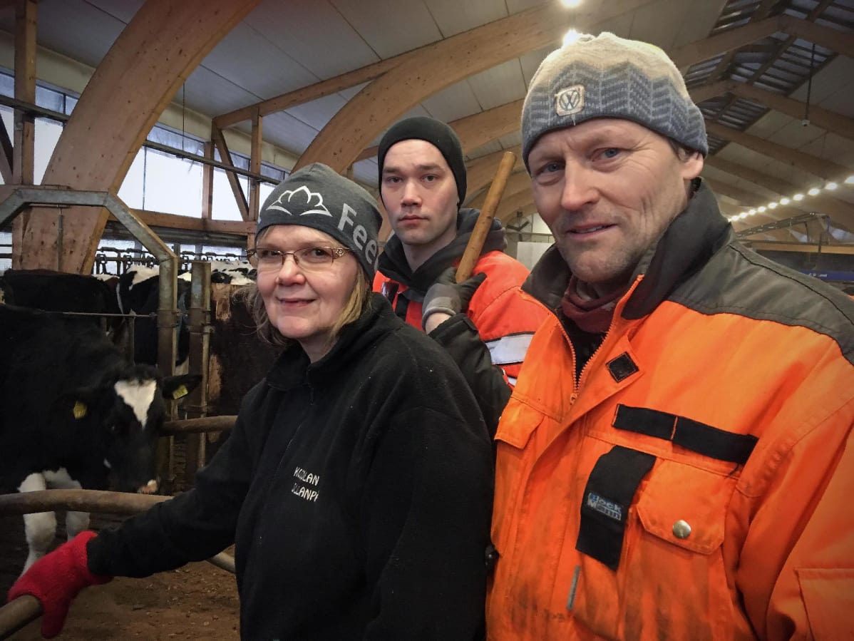 Maili, Ville ja Jorma Sillanpää uudessa pihattonavetassa.