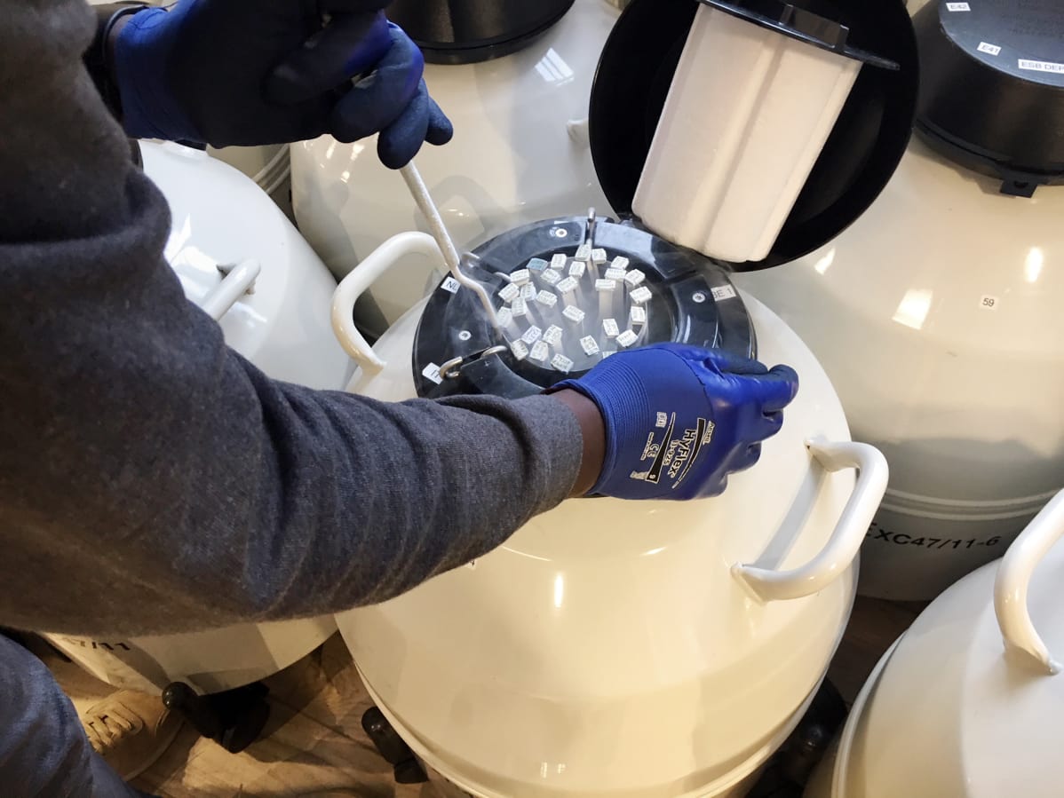 Spermapankki Tanskassa.