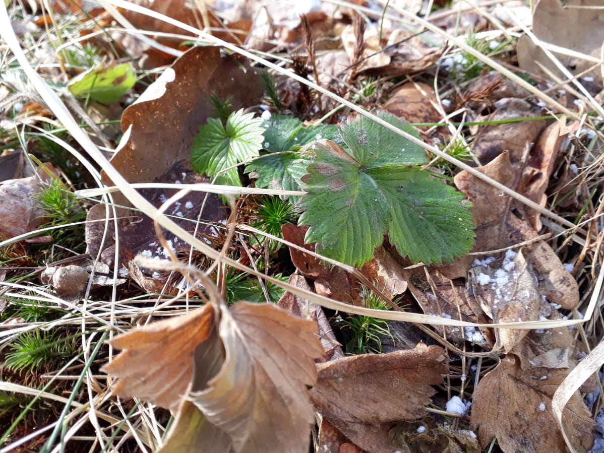 Mansikasta on saatu satoa vieherkatolla.
