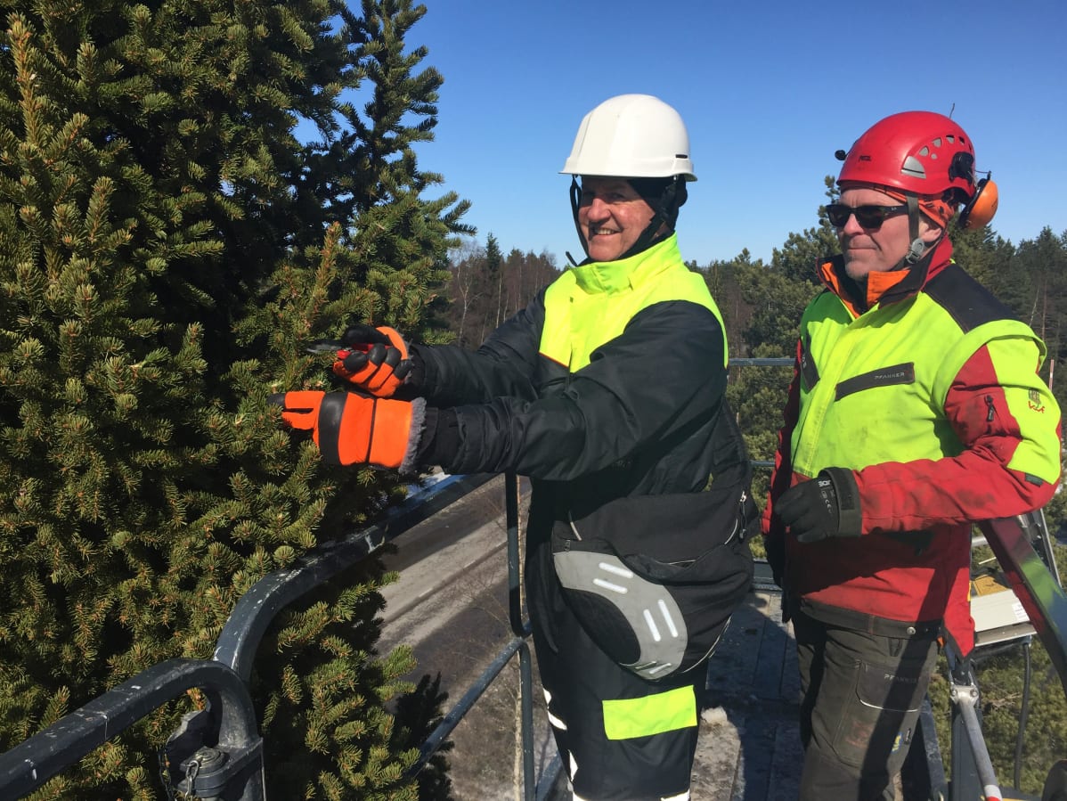 Luken tutkimusteknikko Taisto Jaakola ja Kokkolan kaupungin arboristi Tommi Kåla kartiokuusesta pistokkaita ottamassa.