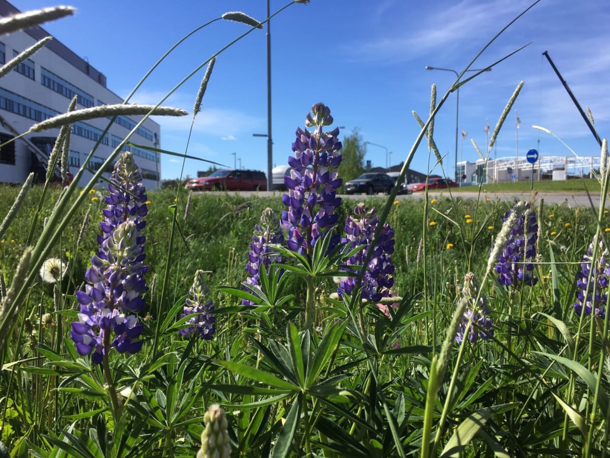 Lupiinit kukassa Seinäjoella 30.5.2018