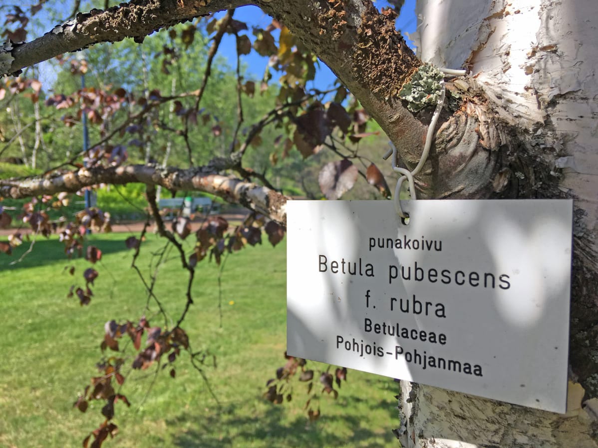 Kyltti "betula pubescens rubra" punakoivun oksalla