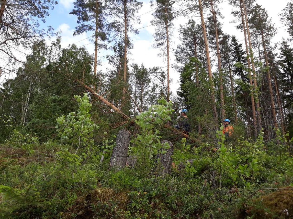 Raivaustöitä Liperissä