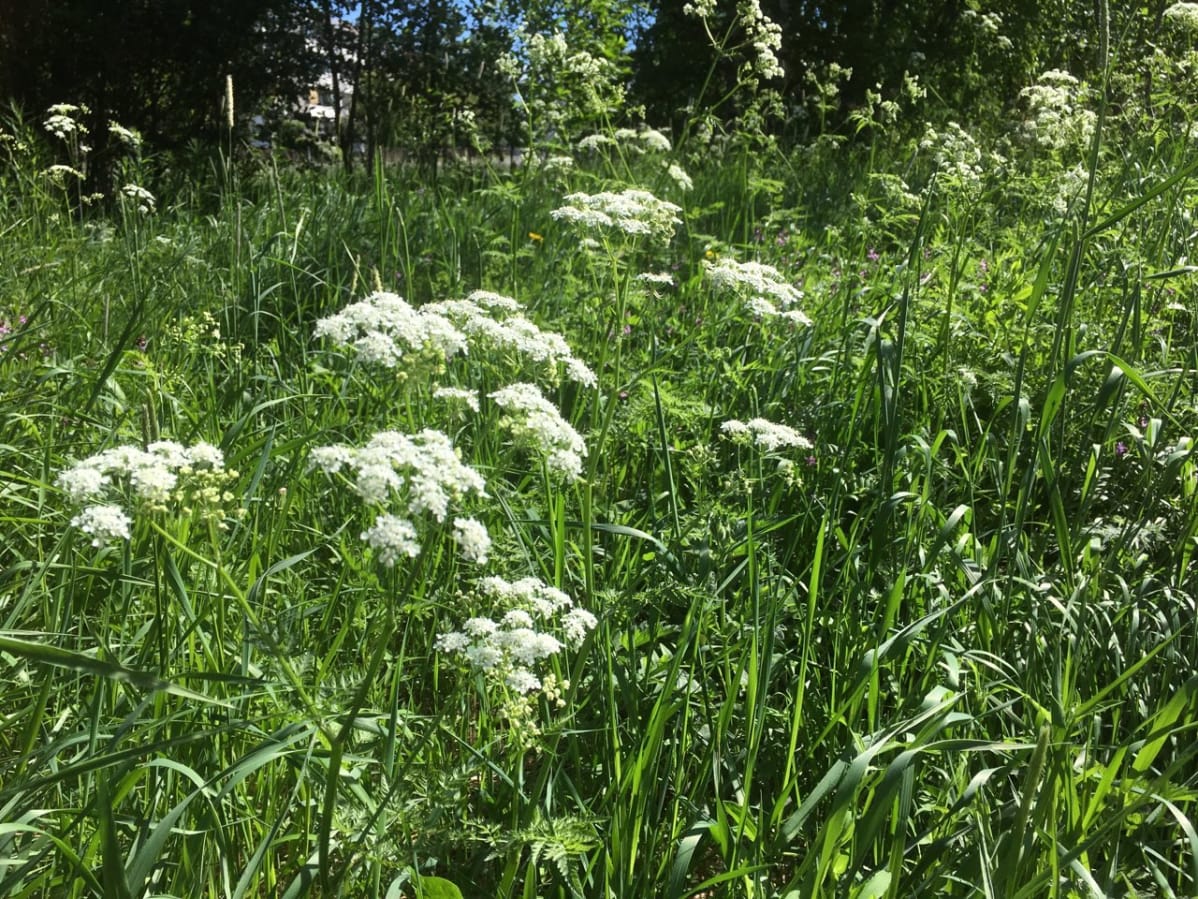 Kukkaset kukassa niityllä touko-kesäkuun vaihteessa Seinäjoella.