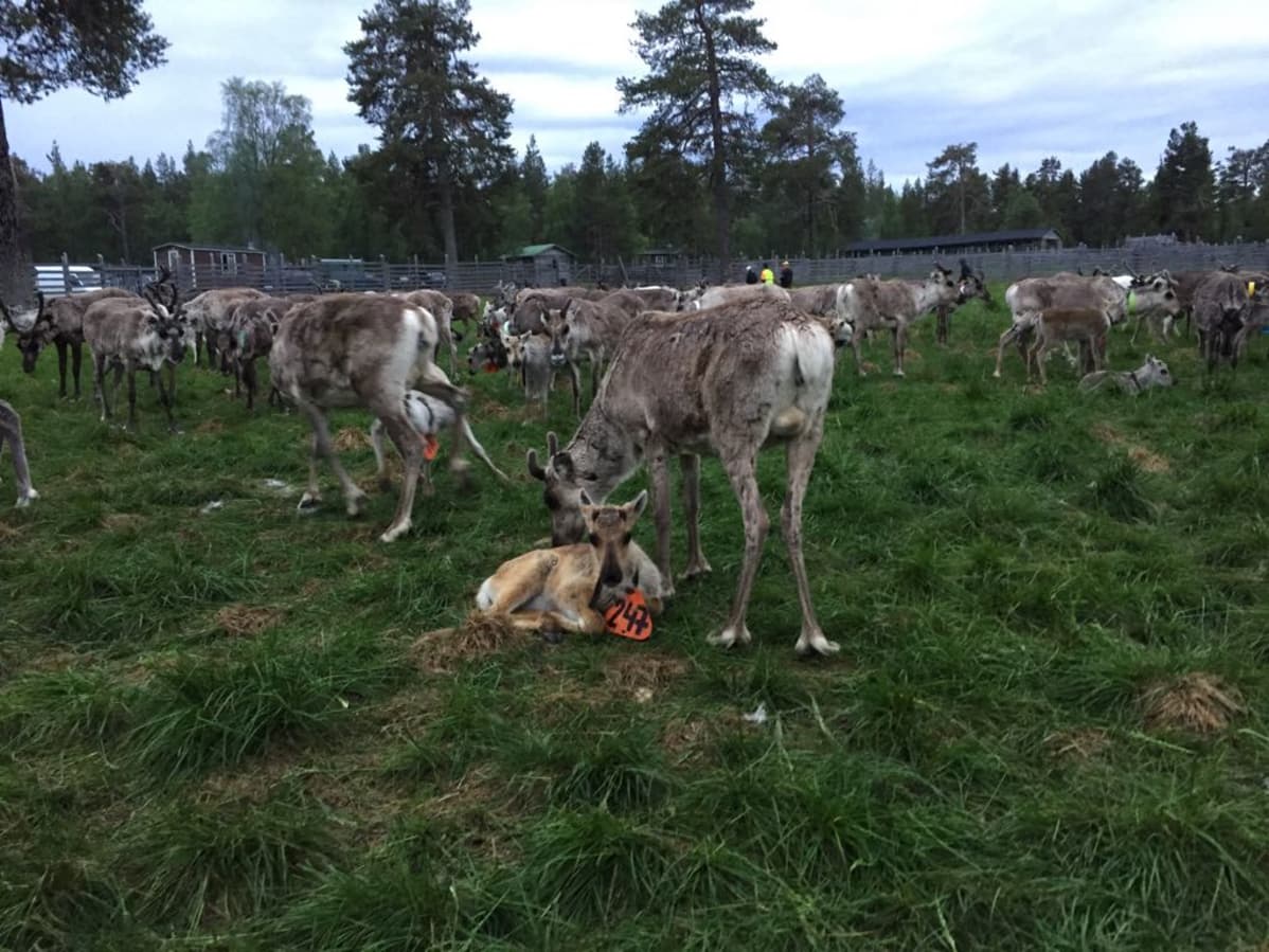 Lappi bálgosa geassmearkun geassit 2018.