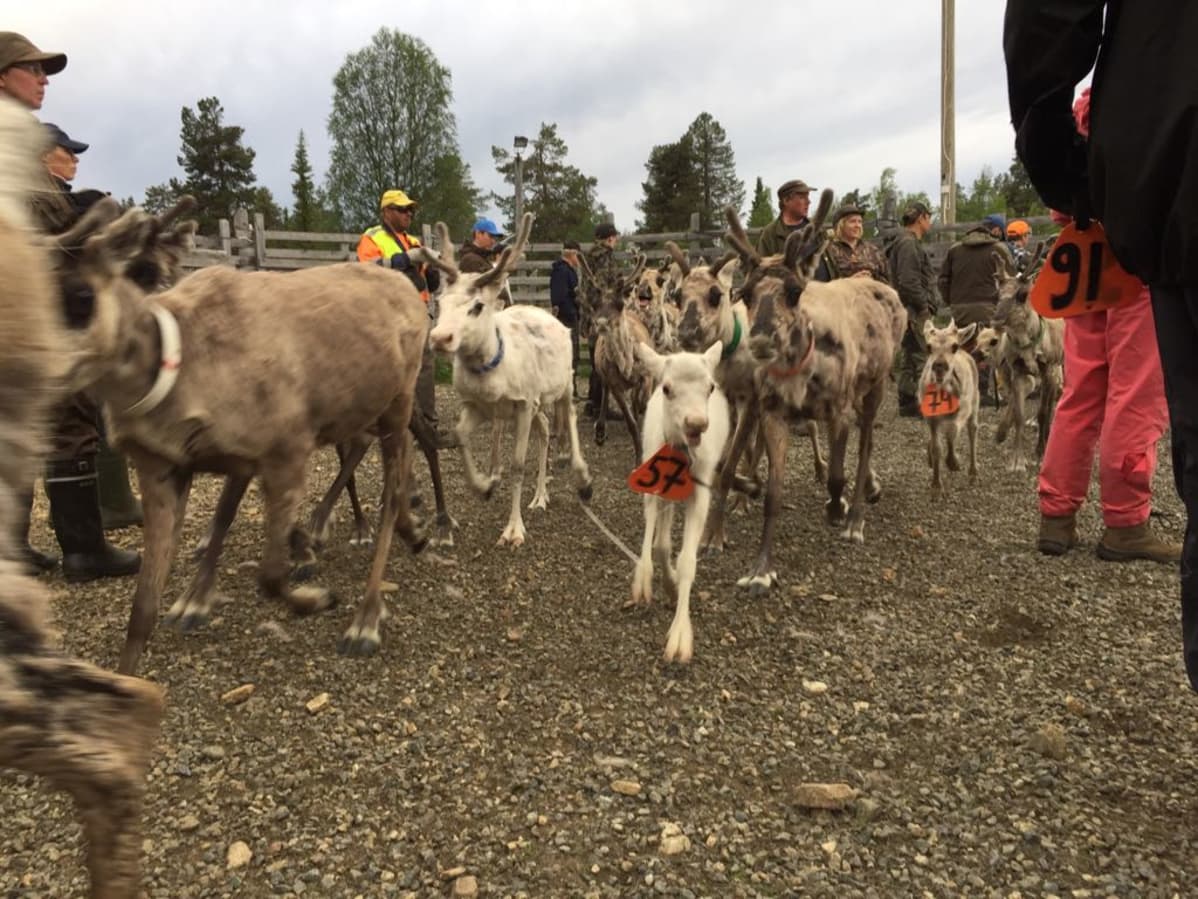 Miessemearkun Lappi bálgosi geassit 2018.