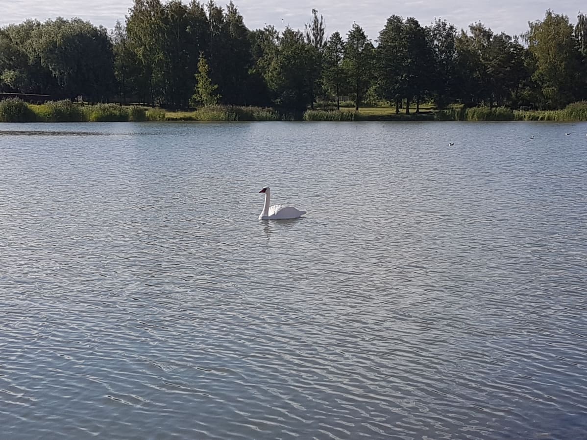 Vain yksi muovijoutsen on jäljellä karkottamassa hanhia Paraisilla.