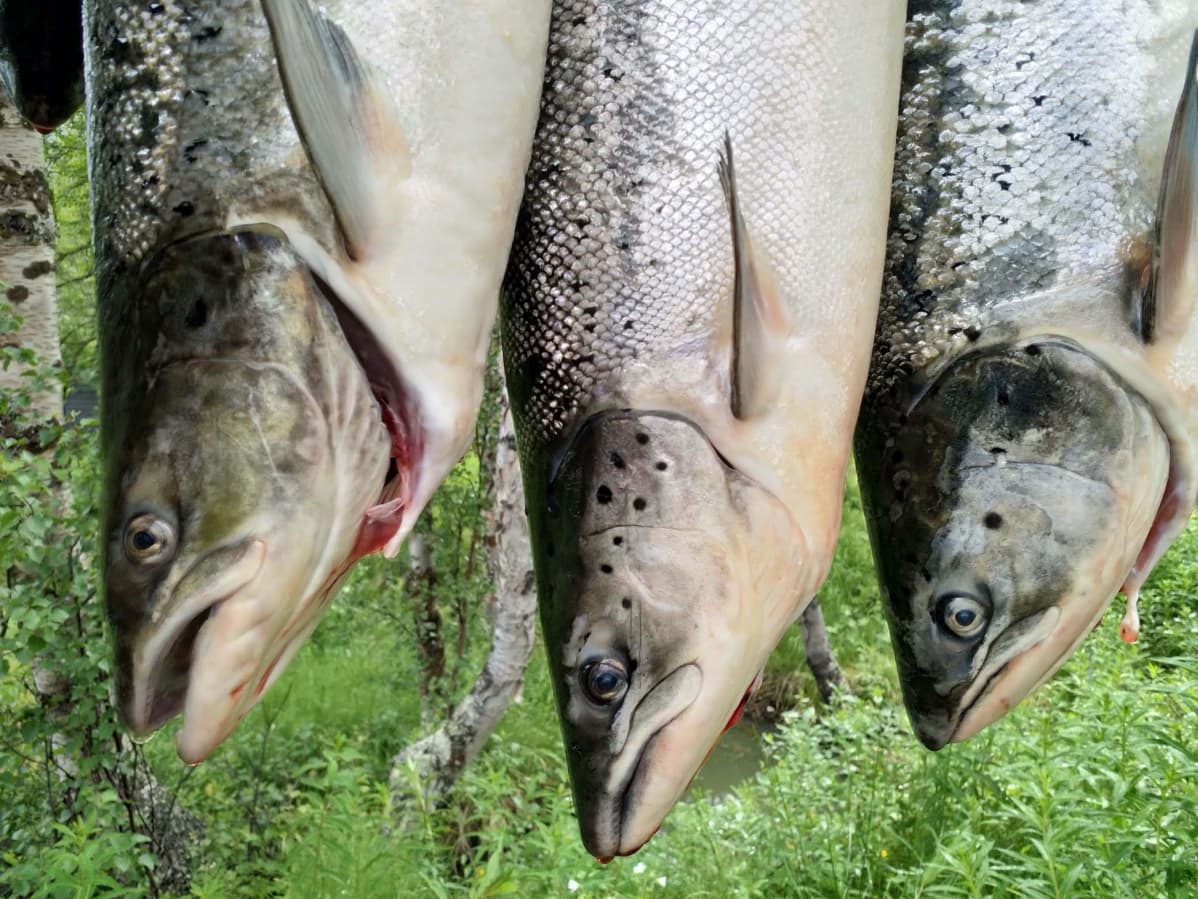Käpälänuotan saalista Näätämöjoella.