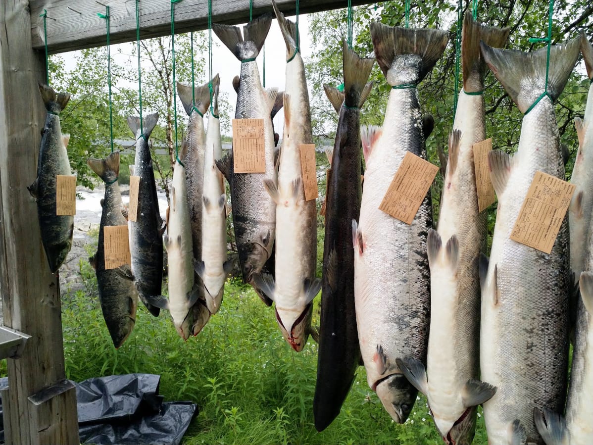Perinteisen käpäläverkkokalastuksen saalista heinäkuussa 2018