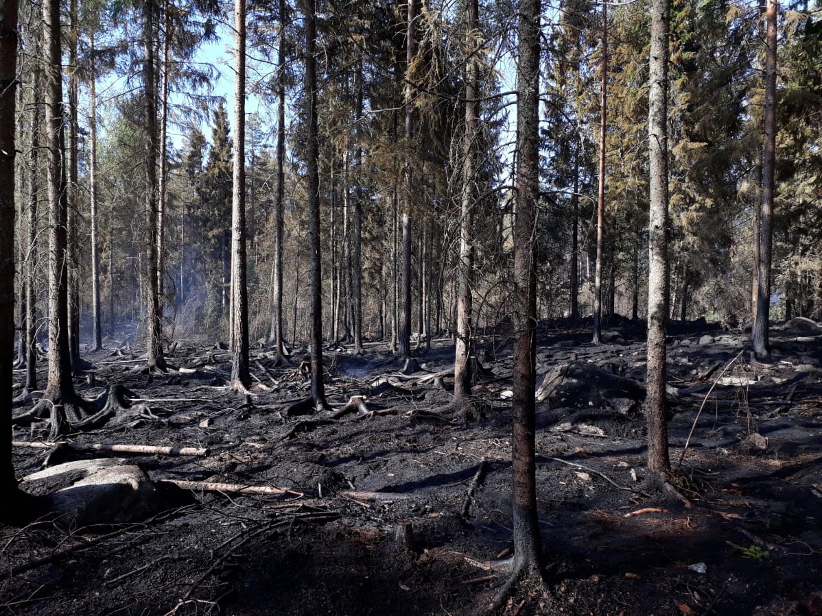 Metsää ja maastoa on palanut yli sadan jalkapallokentän kokoiselta alueelta.