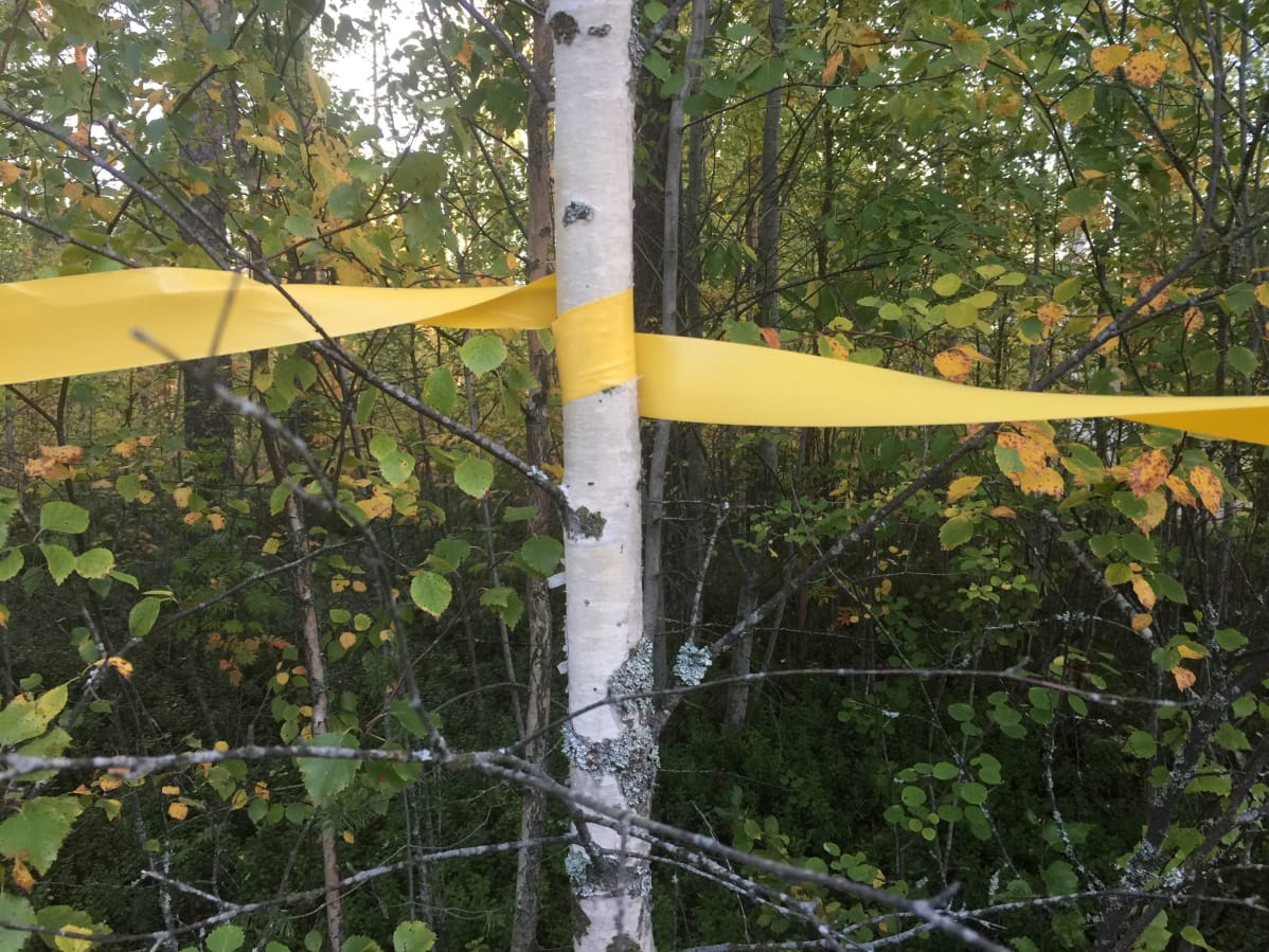 Kuvassa hirvinauhaa metsän reunassa.