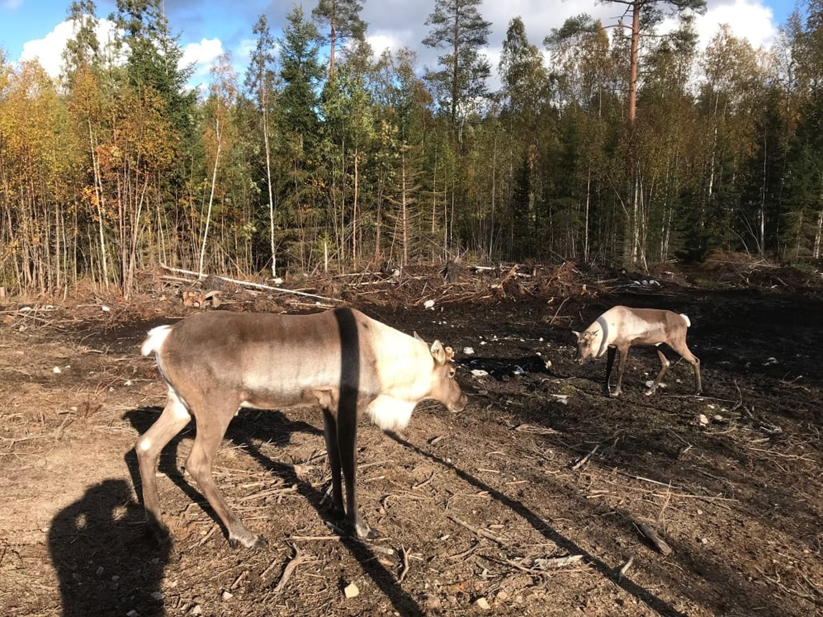 Kaksi metsäpeutaa tarhassa