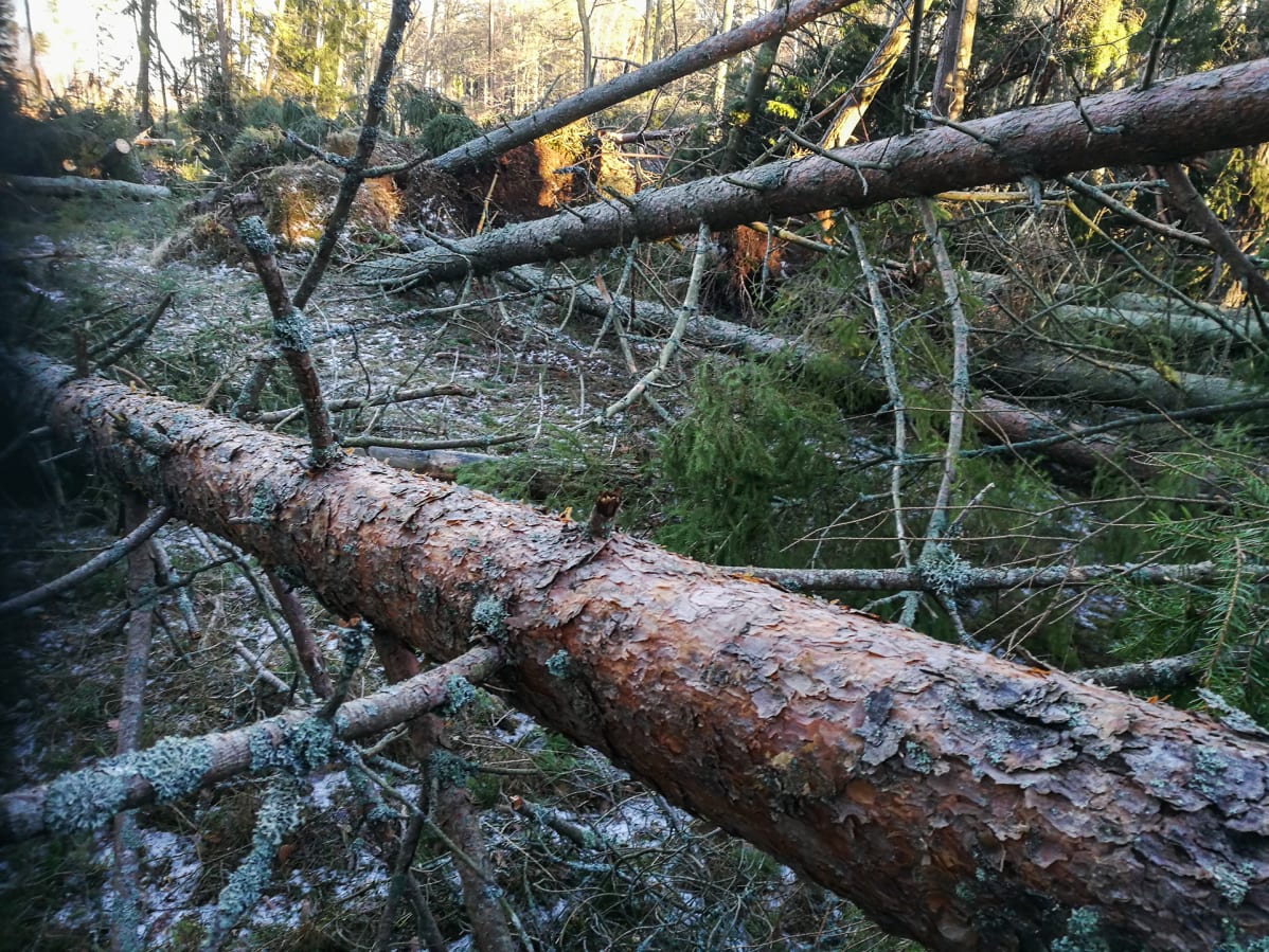 kaatuneita puita metsässä