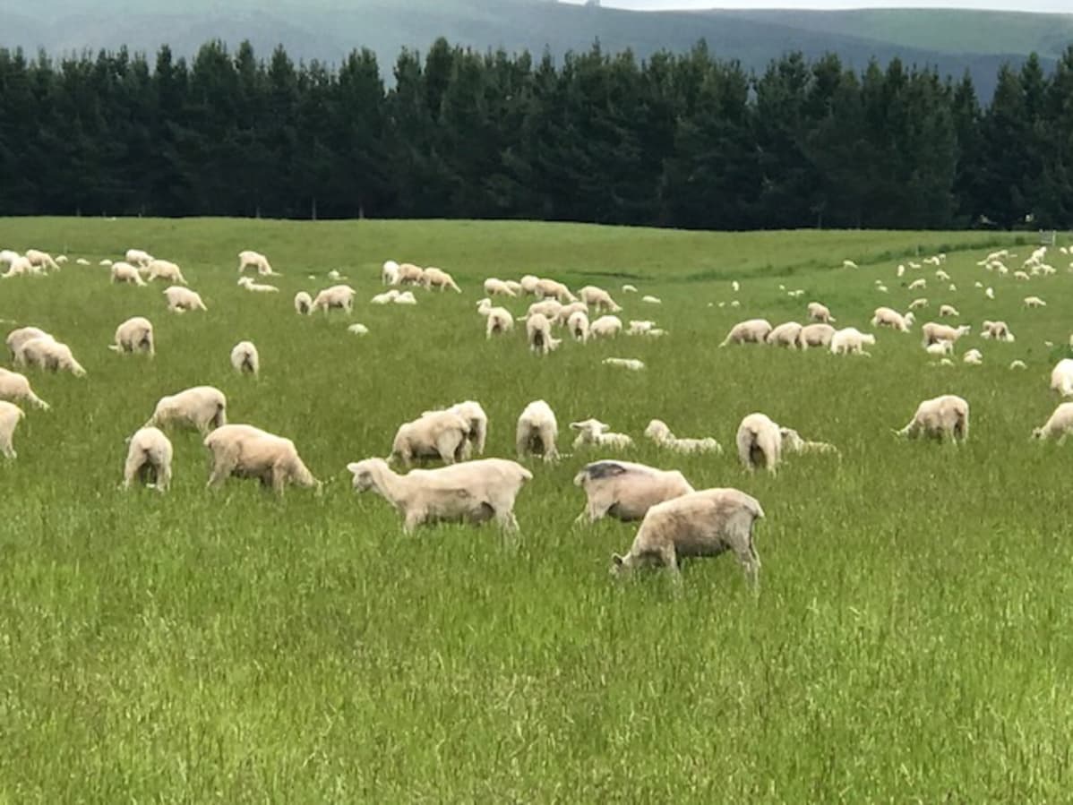 Lampaita Uuden-Seelannin maaseudulla.