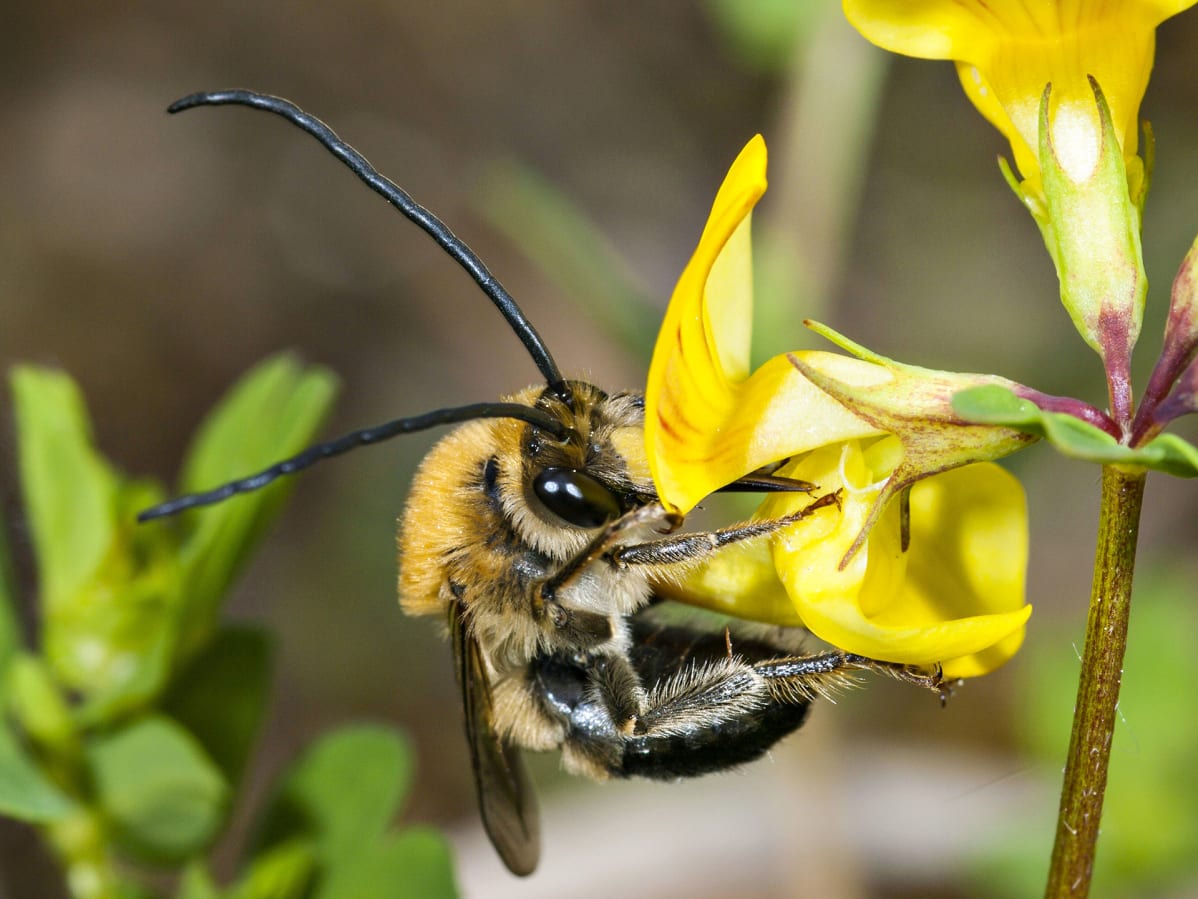 Sarvimehiläinen (Eucera longicornis).