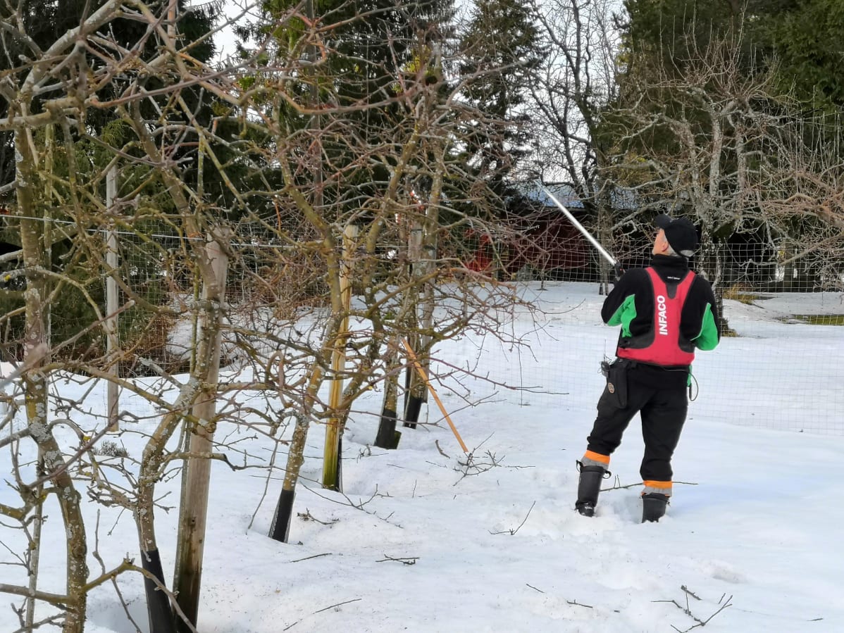 Rune Drockila leikkaa omenapuita.