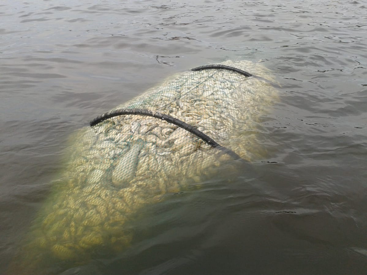 Rysä, joka on täynnä kuollutta kalaa.