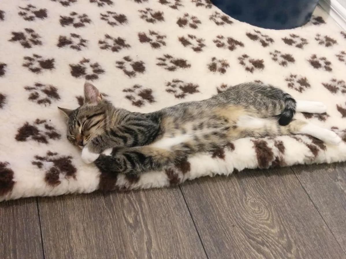 Nuori kissa makoilee.