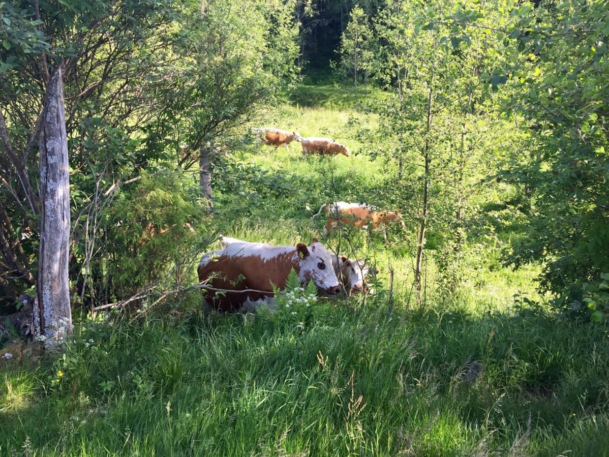 Kyytöt kedolla Huljalan kylässä Hämeenkoskella.
