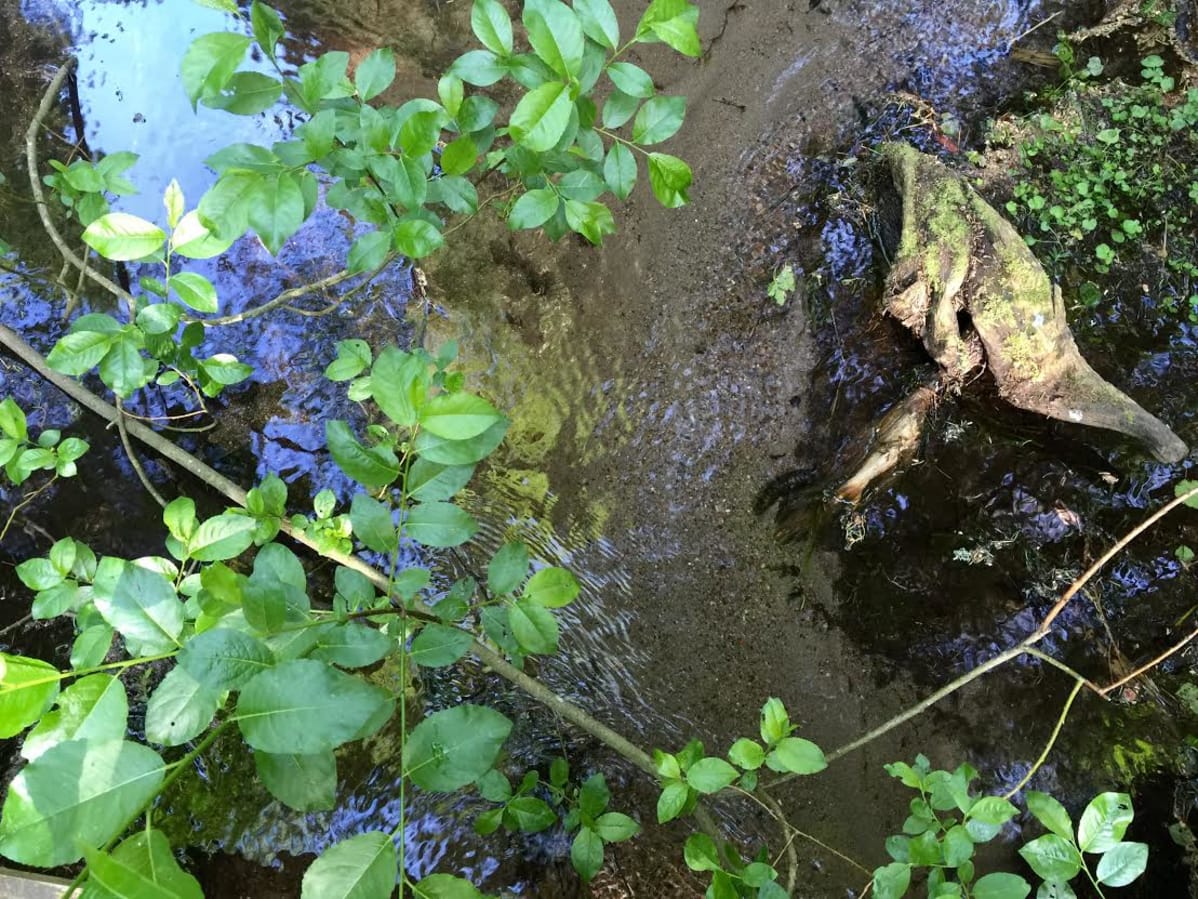 Helvetin rotkon puron vesi on kirkasta.