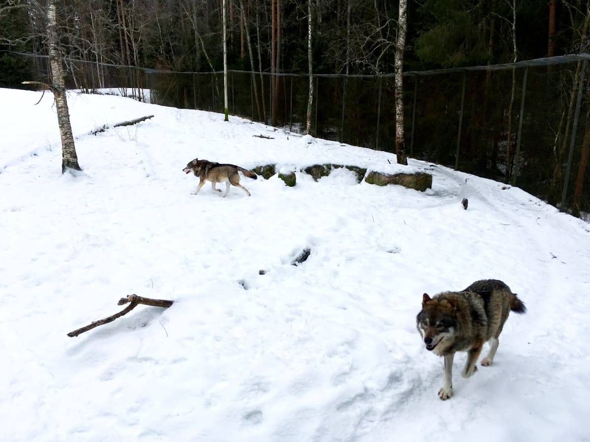 Susia Ähtärin eläinpuistossa.