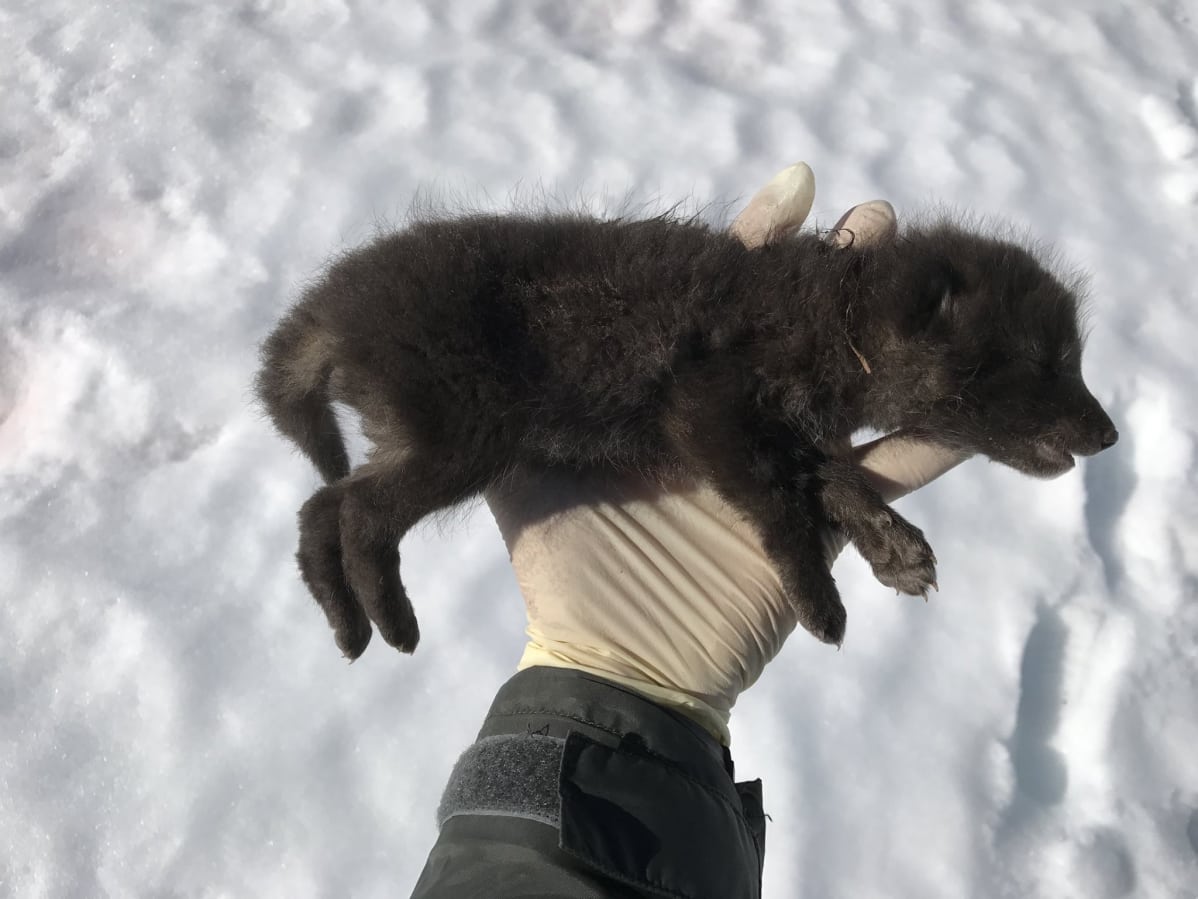 Kuollut naalin pentu Nordlannissa Pohjois-Norjassa.