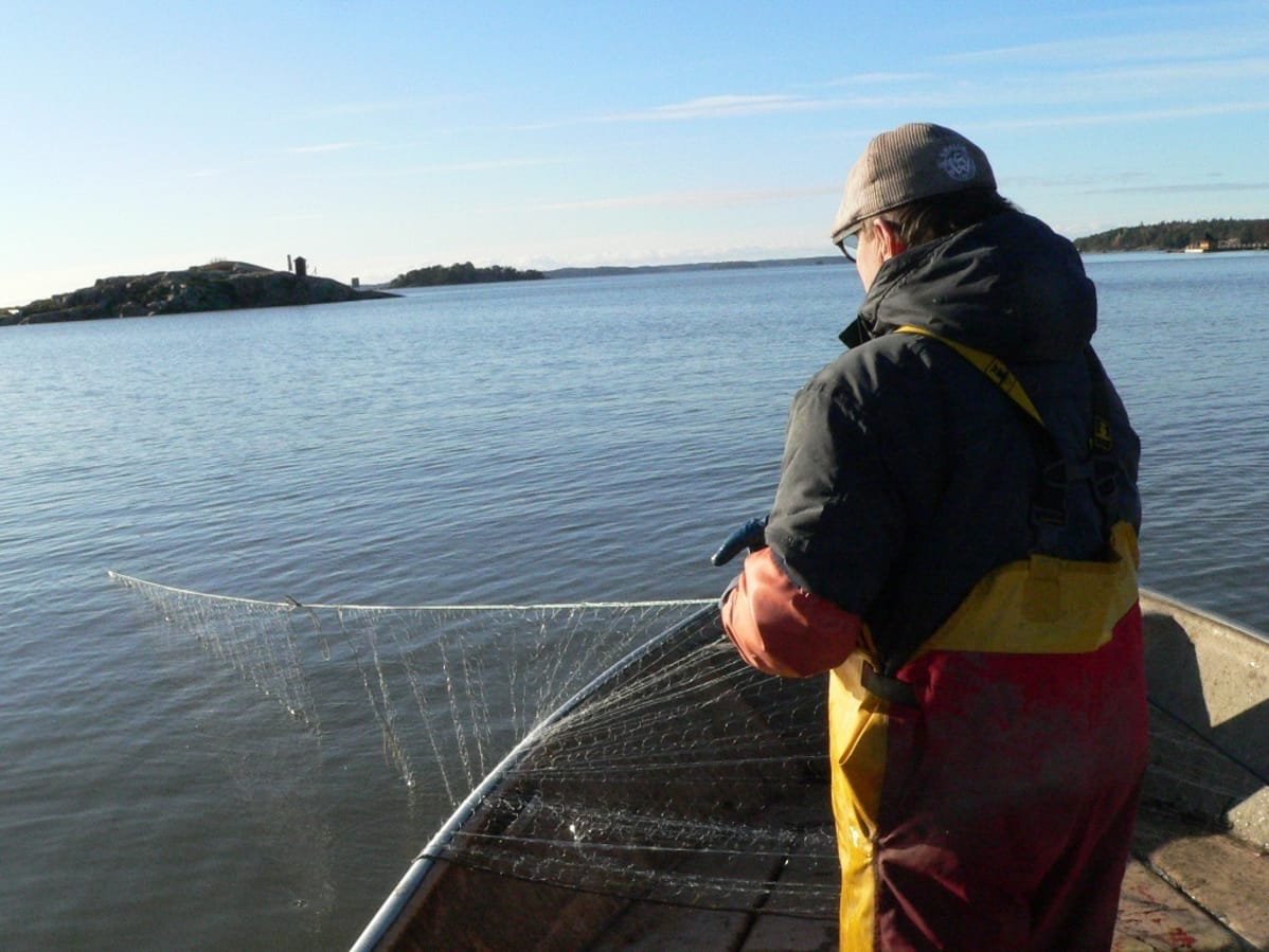 Kalastaja, Hannu Lahtonen nostaa reikäistä verkko, Airisto