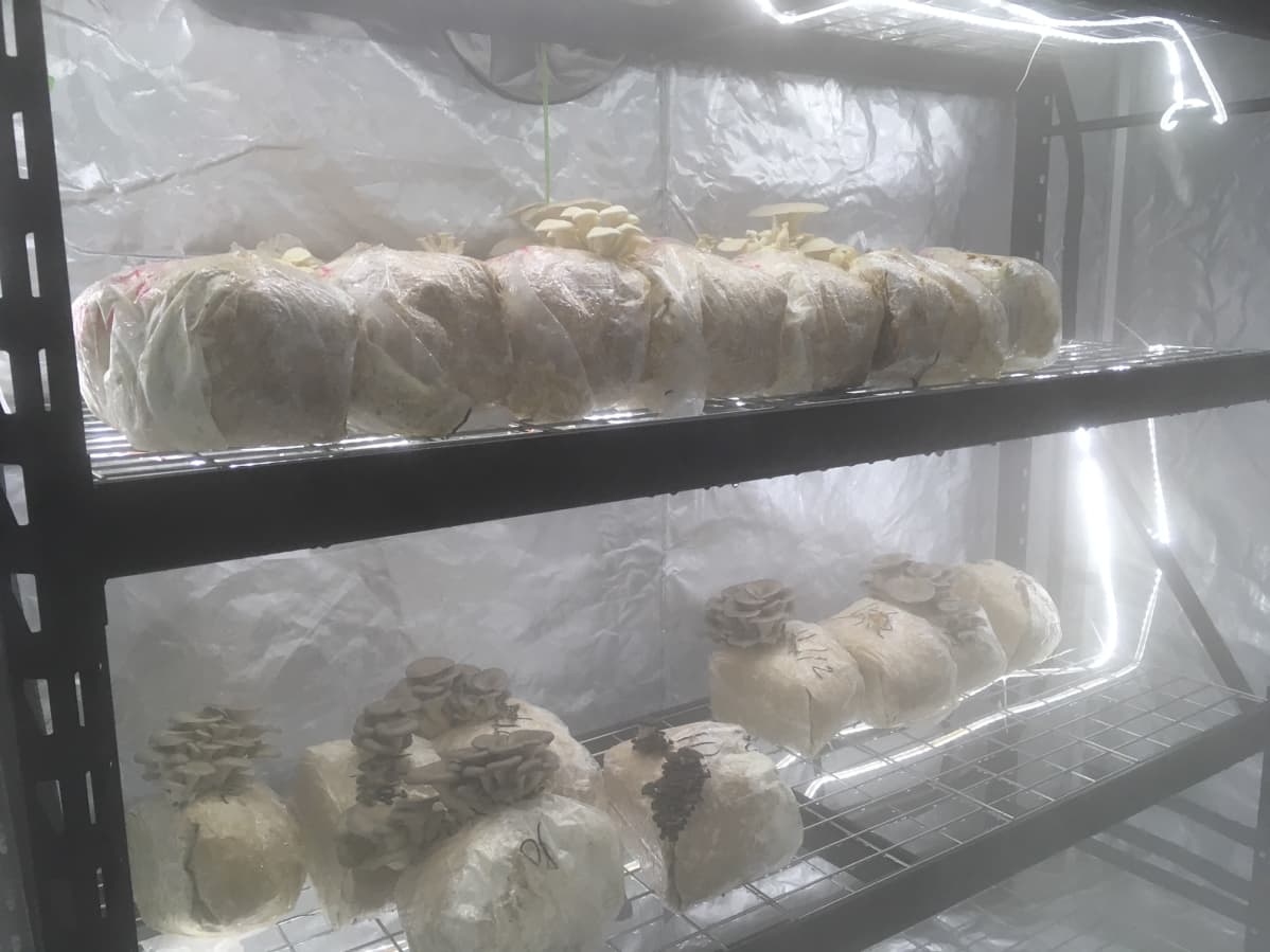 Osterivinokkaat ovat nopeakasvuisia.