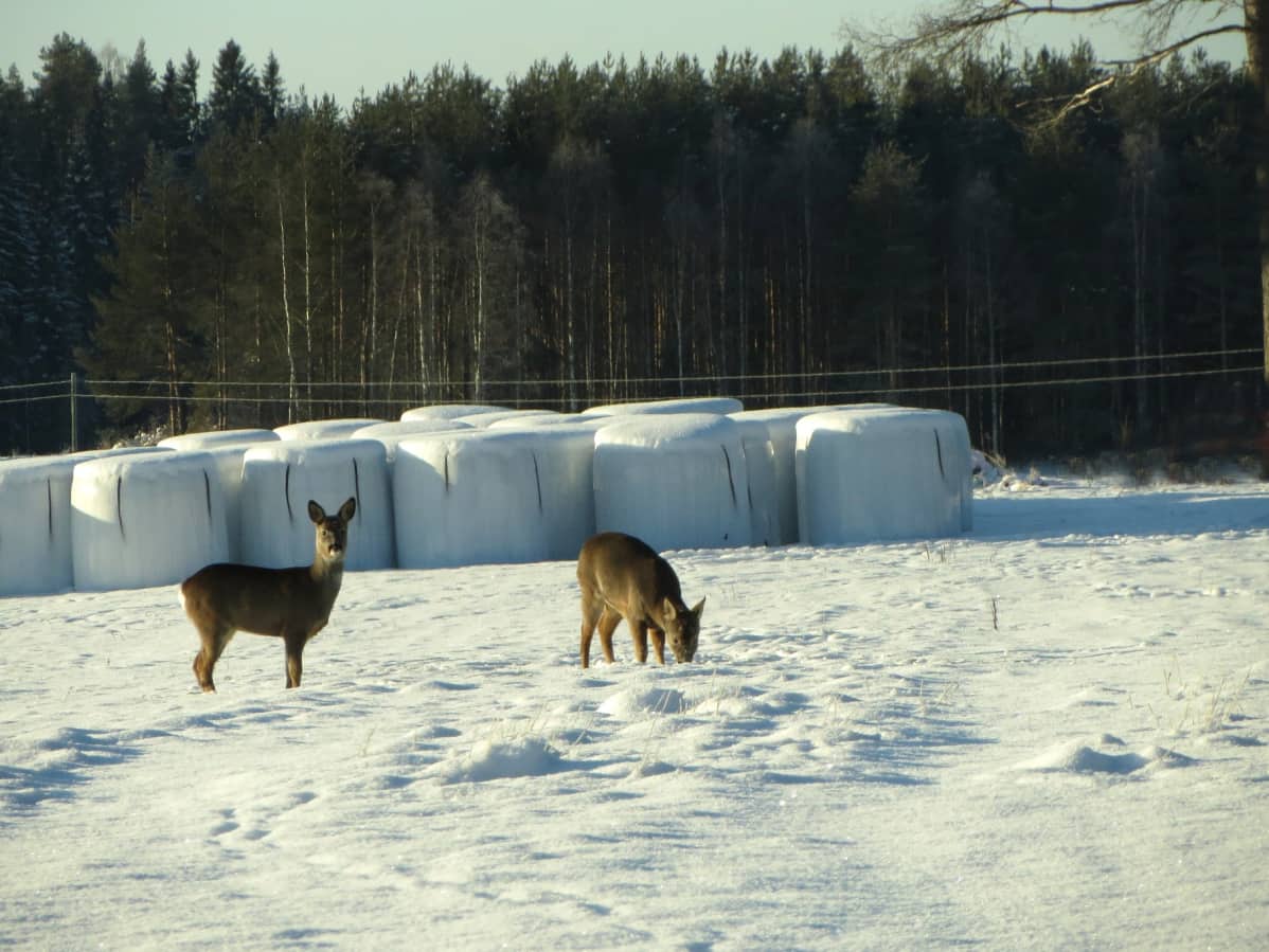 Maija Savolaisen sääkuva Nurmeksesta vuodelta 2014.