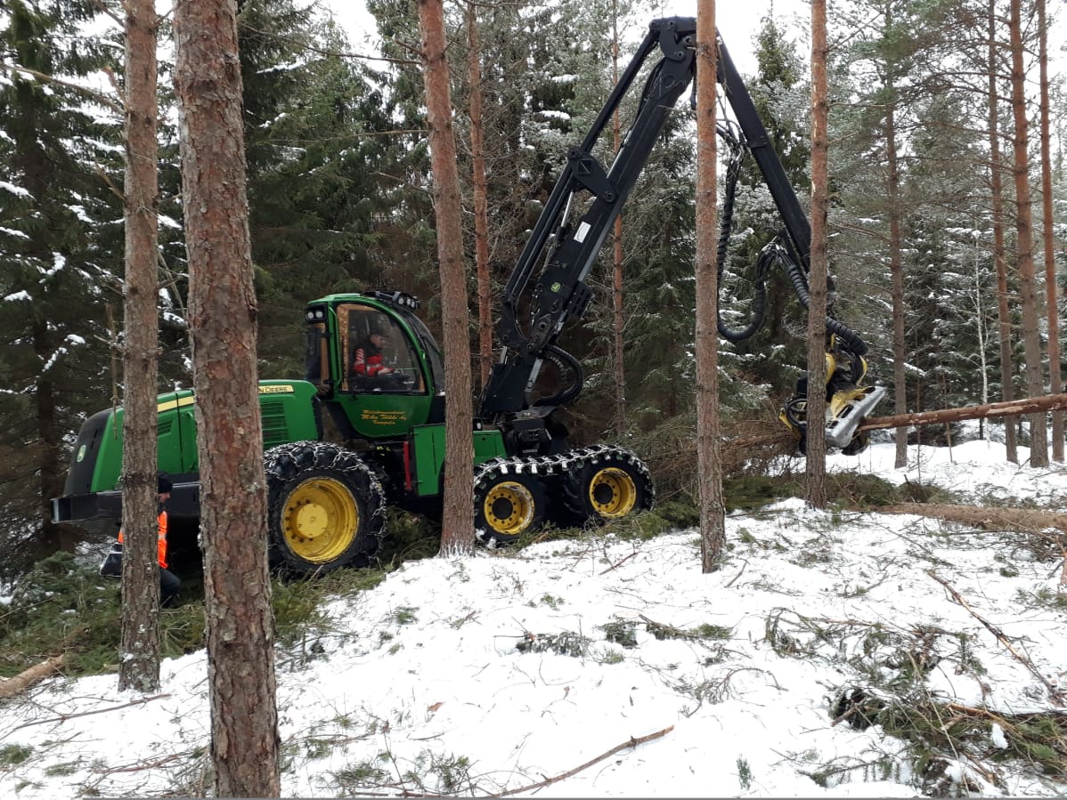 Metsäkone harventaa männikköä.
