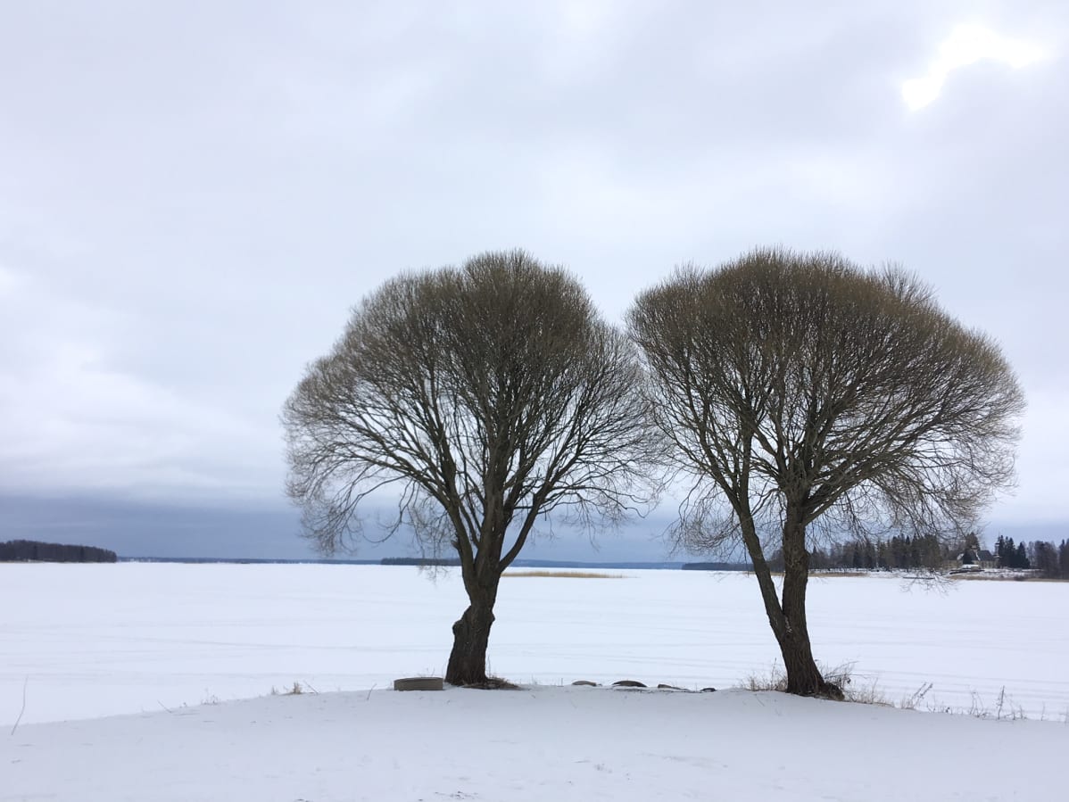 Kaksi puuta Lappajärven rannalla.