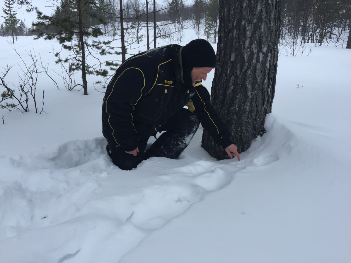 Tuomo Ollila, Meahciráđđehus guorada geatkkeluottaid.