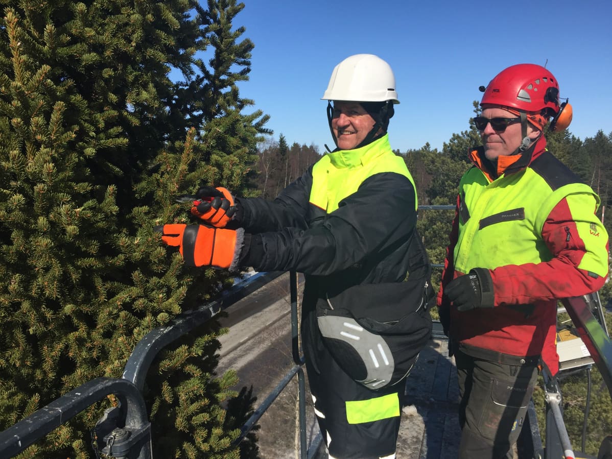 Luken tutkimusteknikko Taisto Jaakola ja Kokkolan kaupungin arboristi Tommi Kåla kartiokuusesta pistokkaita ottamassa.