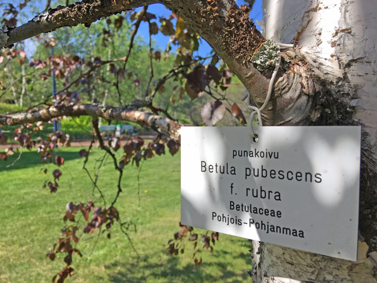 Kyltti "betula pubescens rubra" punakoivun oksalla