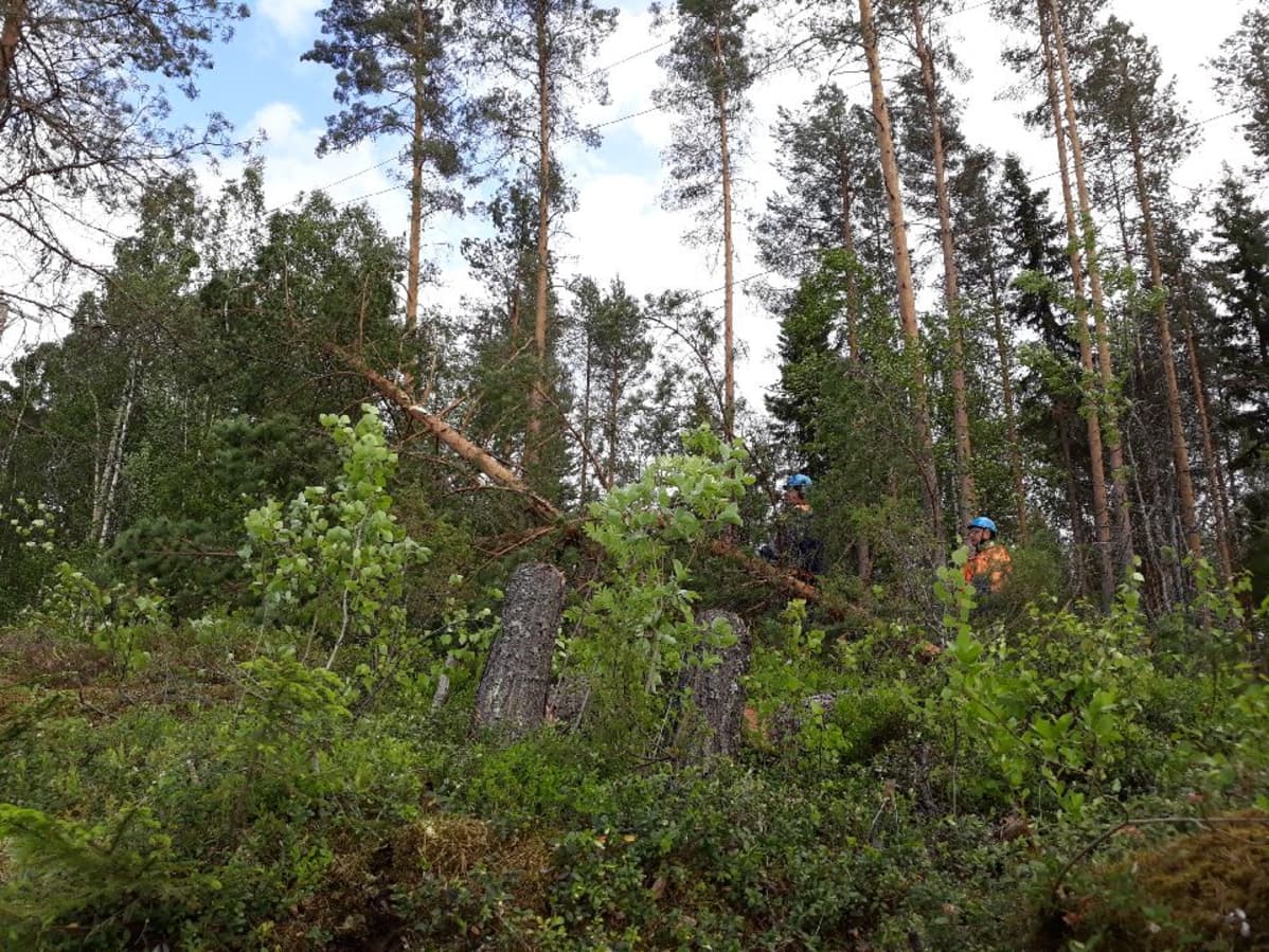 Raivaustöitä Liperissä