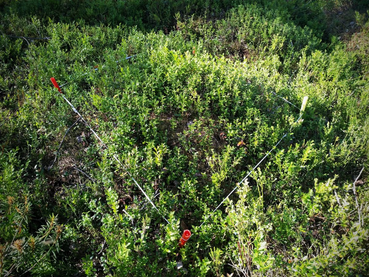 4H-yhdistyksen marjasadon seurantaruutu evijärveläisessä metsässä.