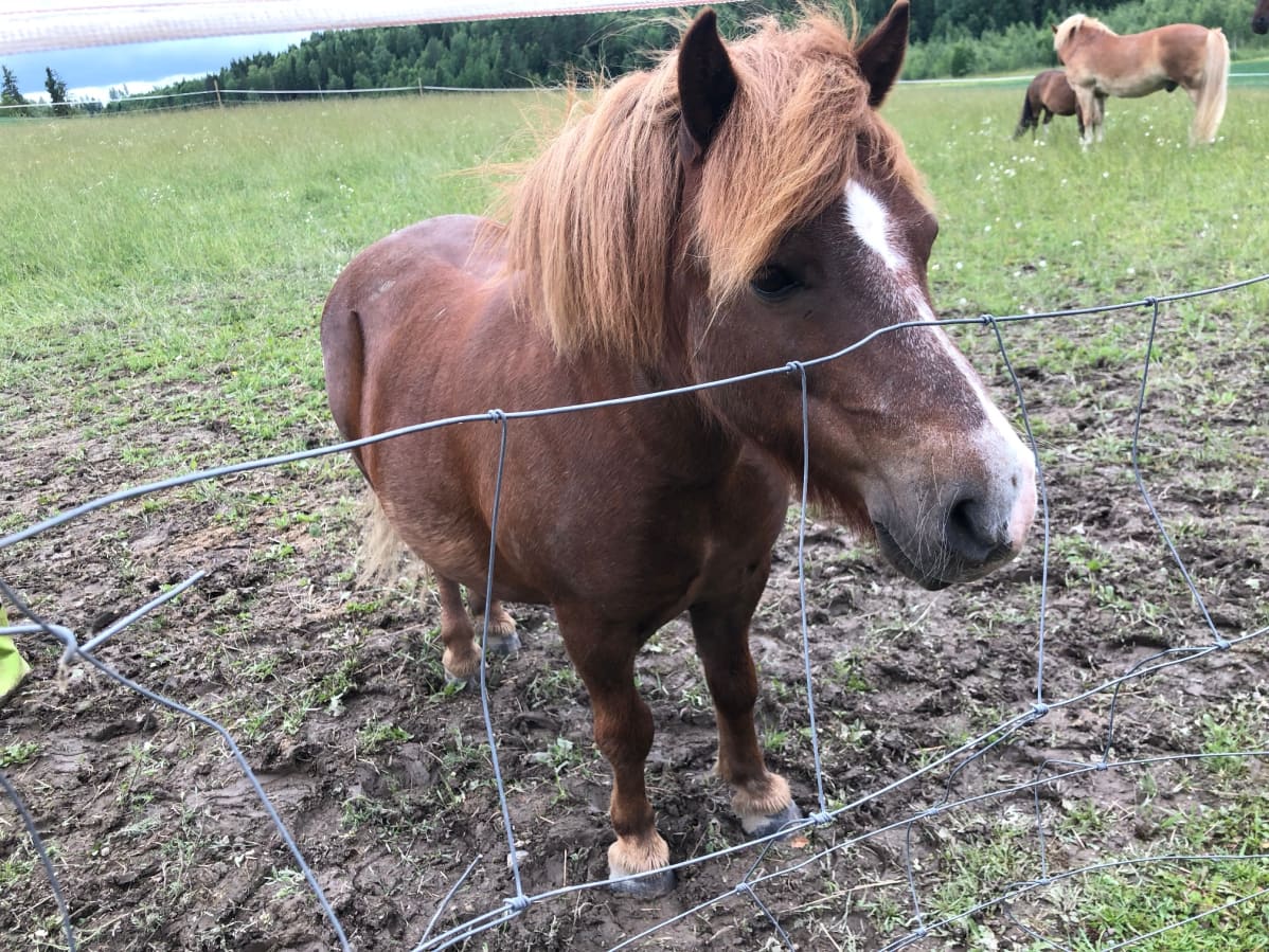 Pelle-poni on yksi Annukka Cederlöfin reilusta kahdestakymmenestä eläimestä.