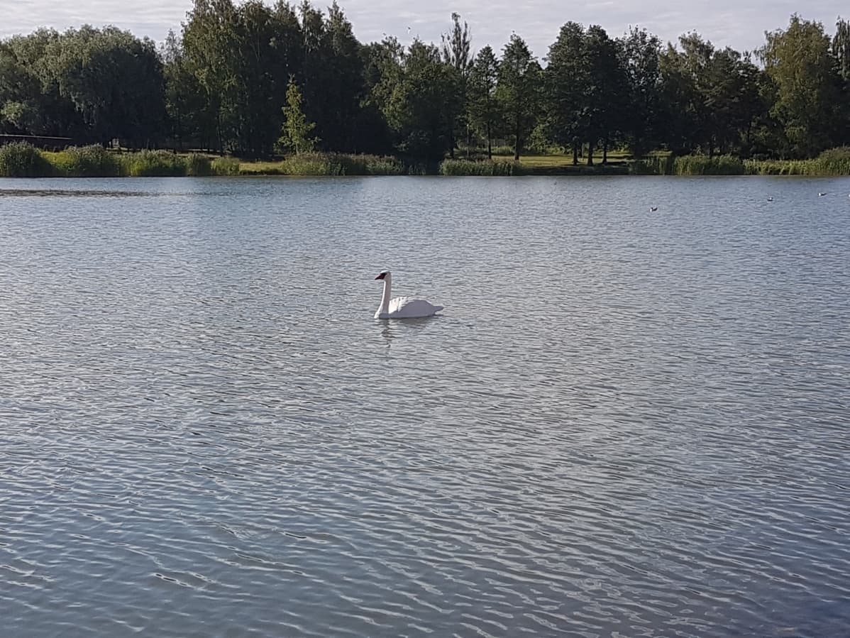 Vain yksi muovijoutsen on jäljellä karkottamassa hanhia Paraisilla.
