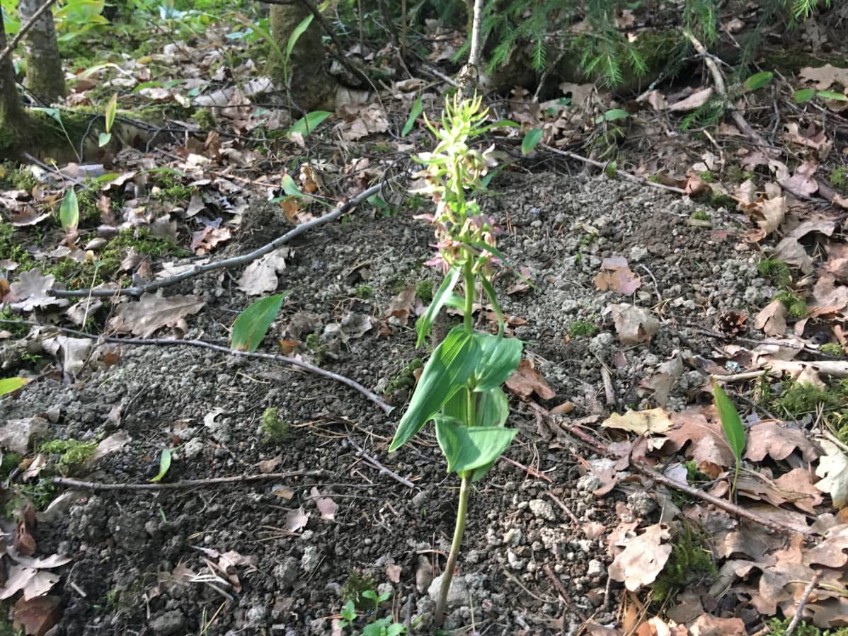 Rauhoitettu lehtoneidonvaippa